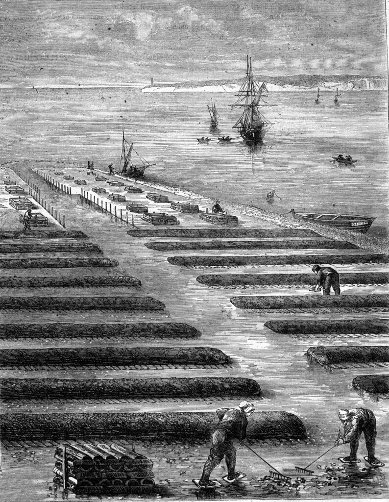 Gravure ancienne des parcs ostréicoles du Cap Ferret, partenaire du Restaurant 31